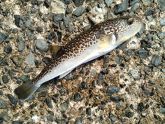 フグの釣果