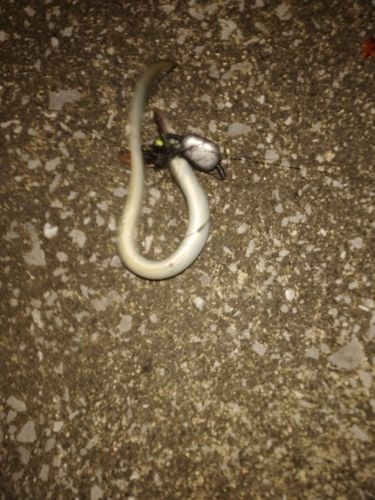 ウナギの釣果