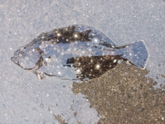 ソゲの釣果