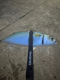 サバの釣果