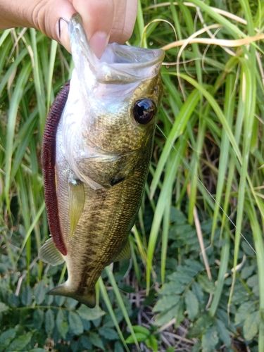 ラージマウスバスの釣果