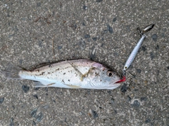 イシモチの釣果