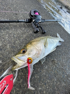 スズキの釣果