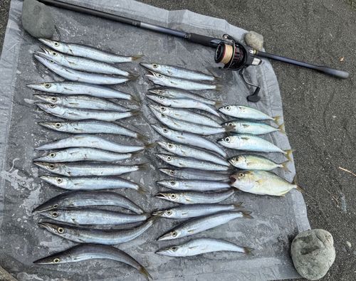 カマスの釣果