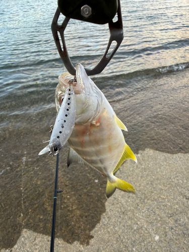 メッキの釣果