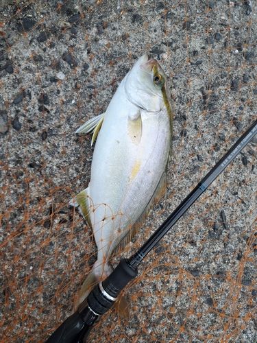 ネリゴの釣果