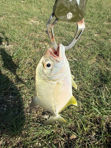 メッキの釣果