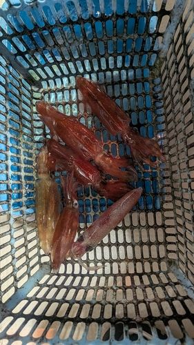 ケンサキイカの釣果