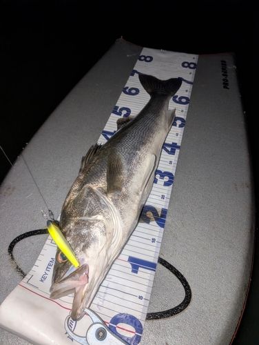 シーバスの釣果