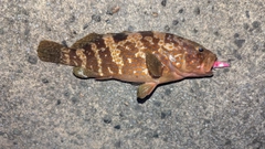 キジハタの釣果