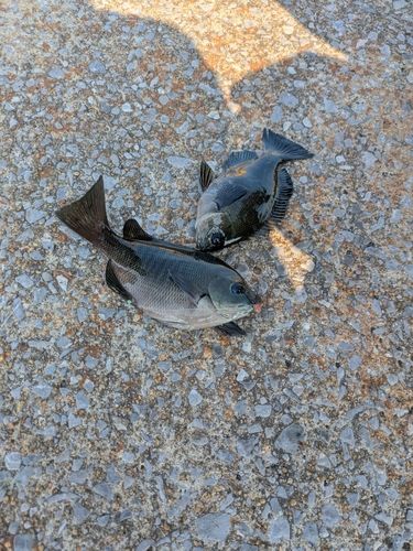メジナの釣果