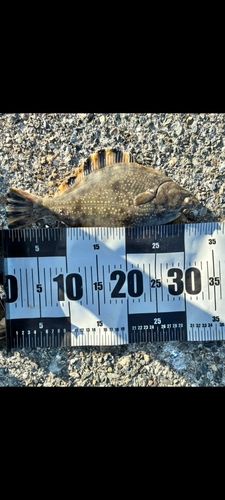 カワガレイの釣果