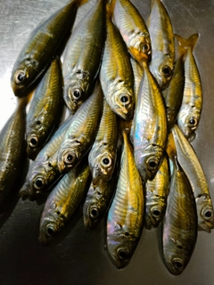 マアジの釣果