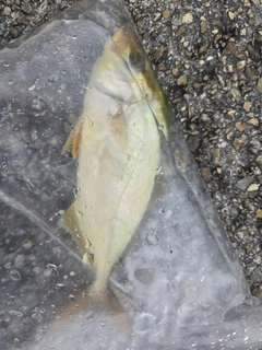 シオの釣果