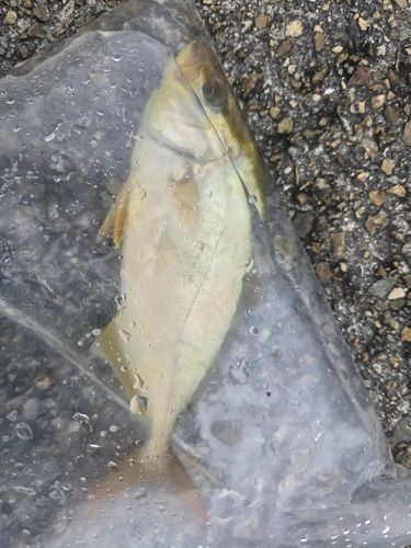 シオの釣果