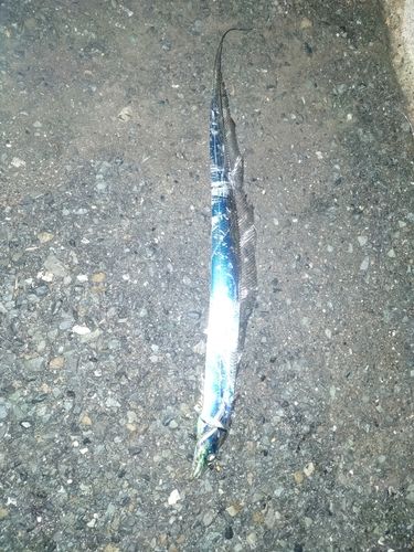 タチウオの釣果