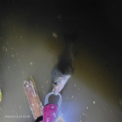 セイゴ（ヒラスズキ）の釣果
