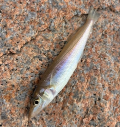 シロギスの釣果