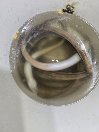 アナゴの釣果