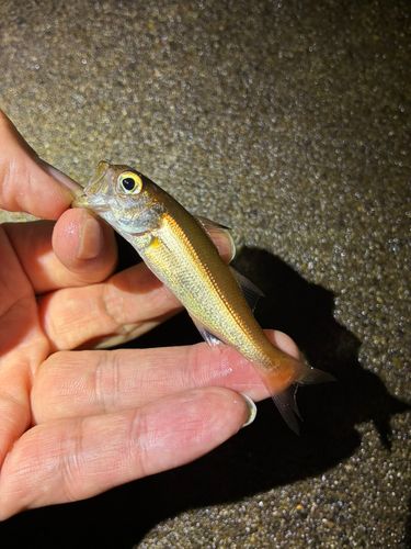 ムツの釣果