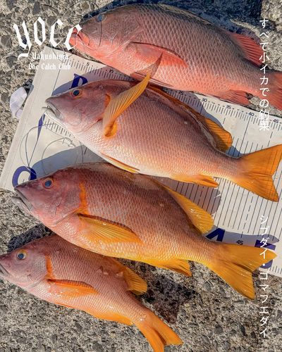 シブダイの釣果