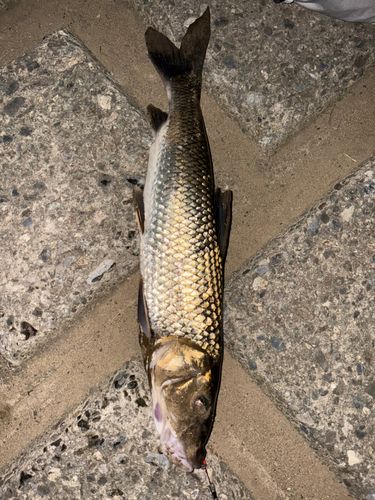 ニゴイの釣果