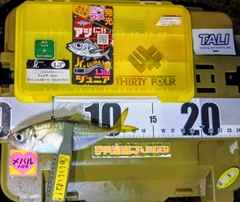 マアジの釣果