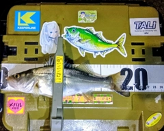 シーバスの釣果