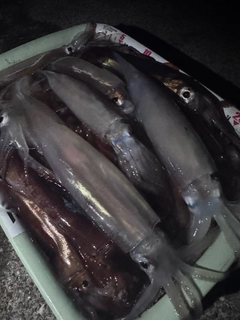 スルメイカの釣果