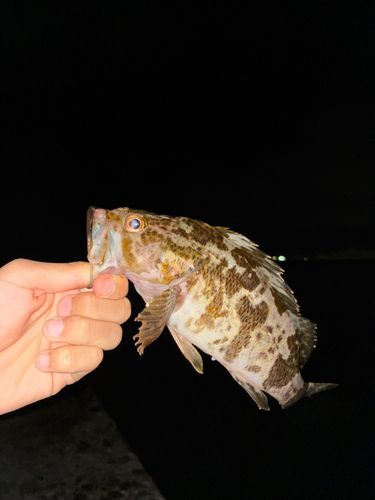 タケノコメバルの釣果