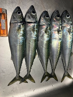 サバの釣果