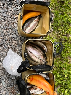 ニジマスの釣果