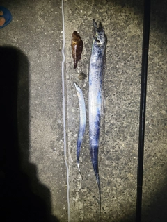 タチウオの釣果