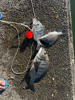 クロダイの釣果