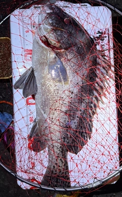 コショウダイの釣果