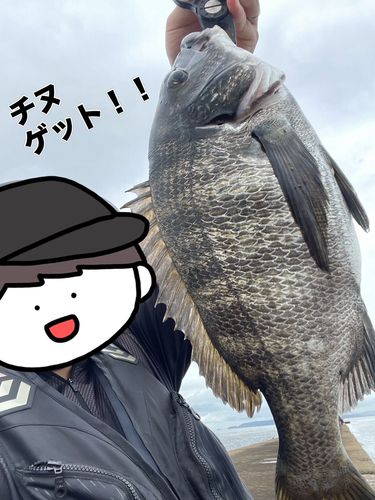 チヌの釣果