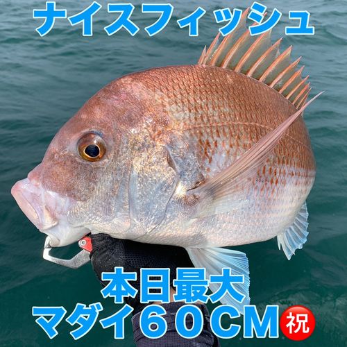 マダイの釣果