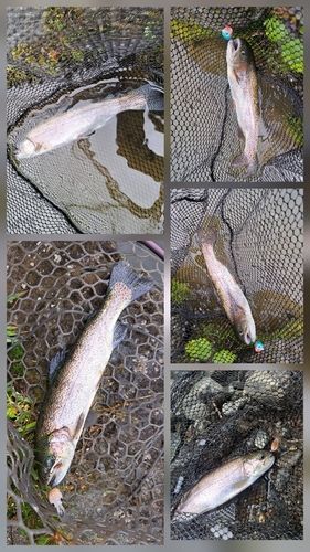レインボートラウトの釣果