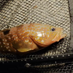 キジハタの釣果