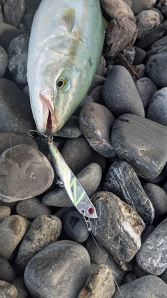 ワカシの釣果