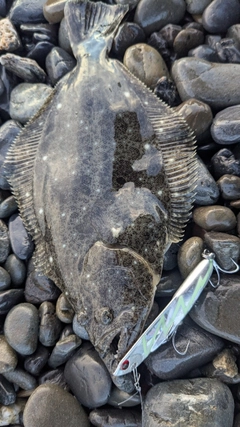 ソゲの釣果