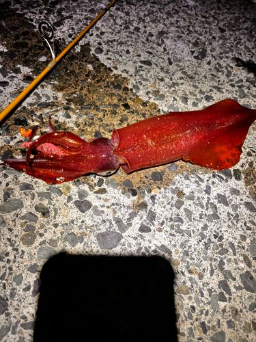 ケンサキイカの釣果