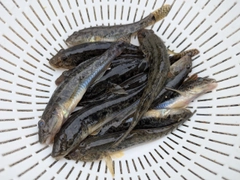マハゼの釣果