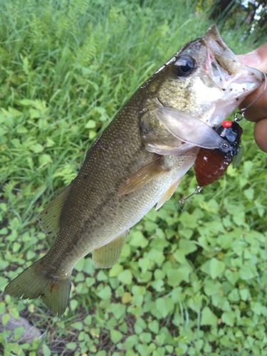 ラージマウスバスの釣果