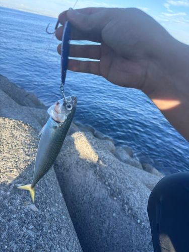 サバの釣果