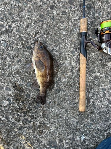 クロメバルの釣果