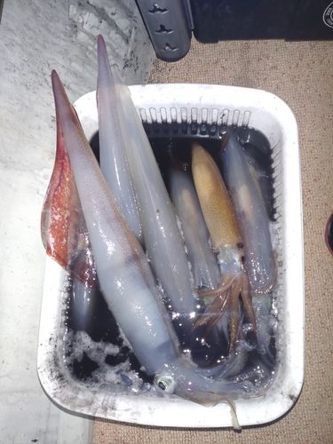 シロイカの釣果
