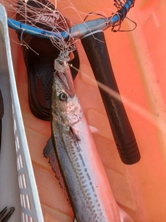 サゴシの釣果