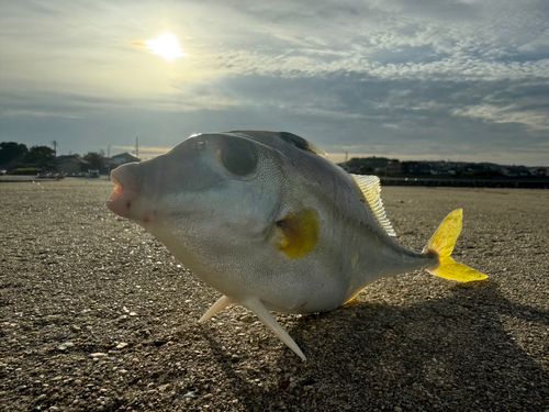 ギマの釣果