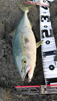 イナダの釣果